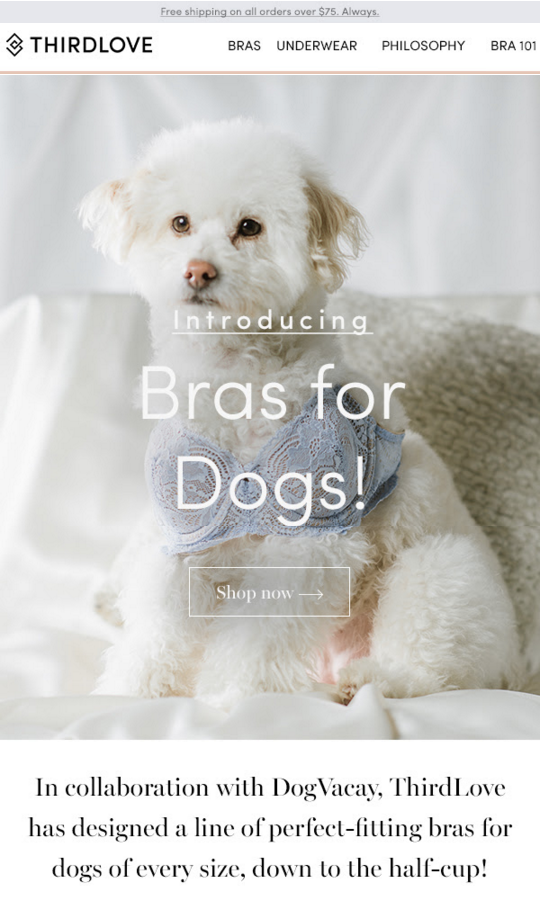 Fluffy white dog wearing a light blue human bra with a detailed lacy design.